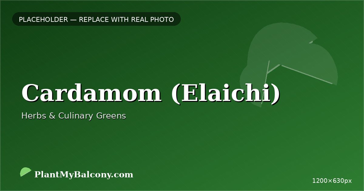 Cardamom (Elaichi)