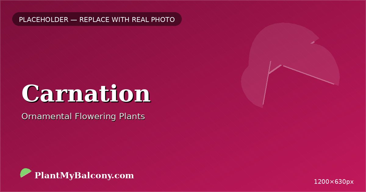 Carnation