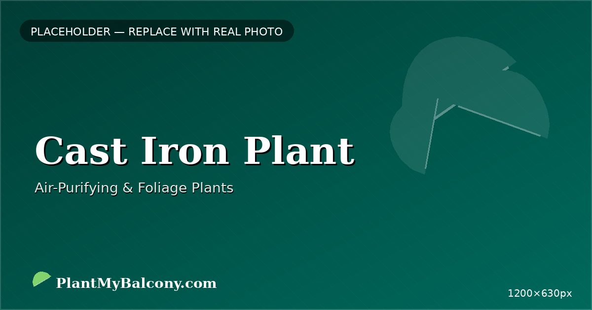 Cast Iron Plant plant India