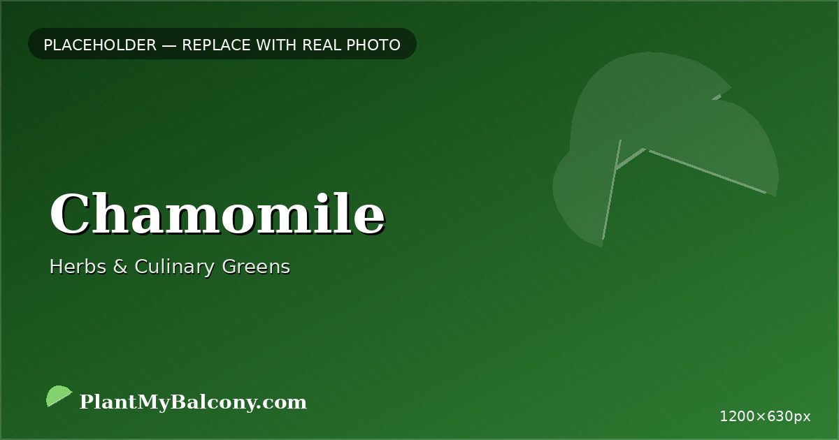 Chamomile