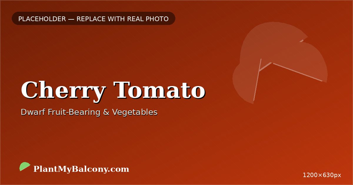 Cherry Tomato plant India
