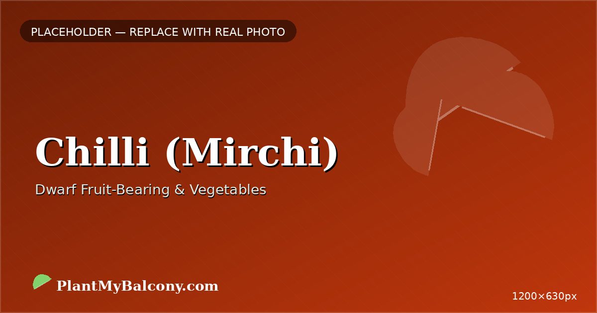 Chilli (Mirchi) plant