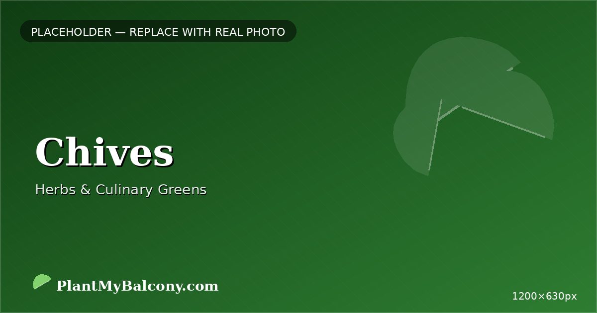 Chives plant India