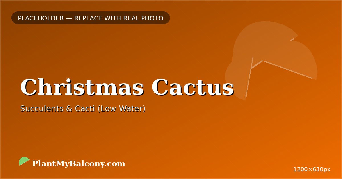 Christmas Cactus plant India