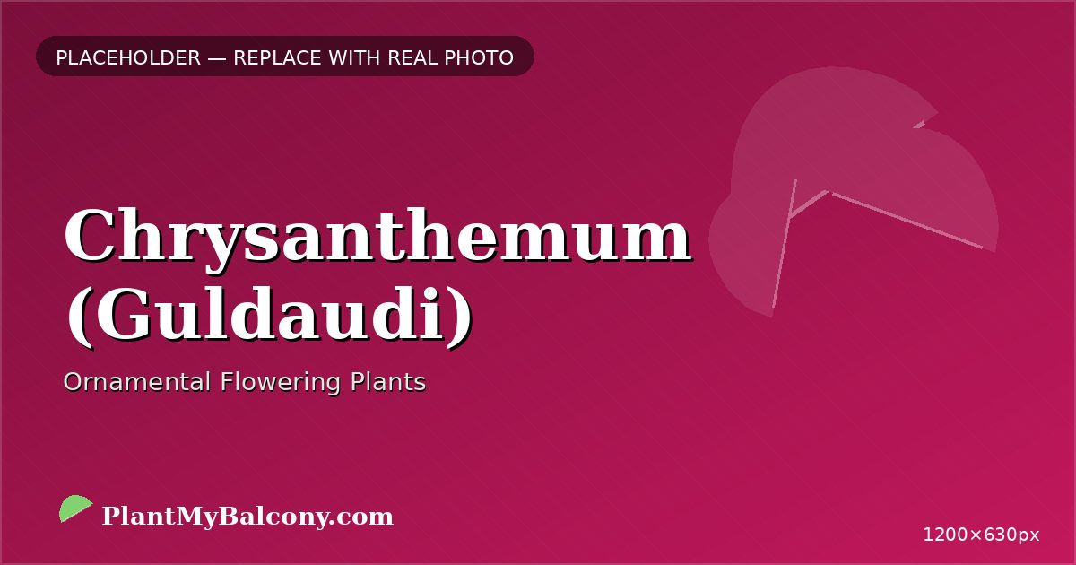 Chrysanthemum (Guldaudi) plant India