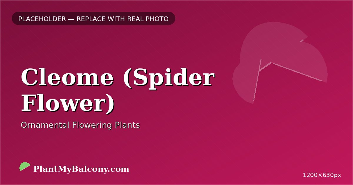 Cleome (Spider Flower) plant India