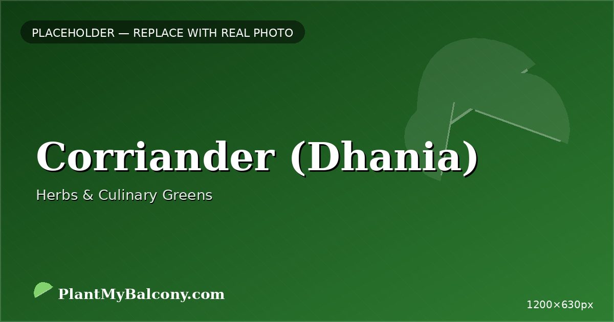 Coriander (Dhania)