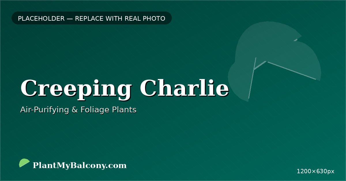 Creeping Charlie plant India