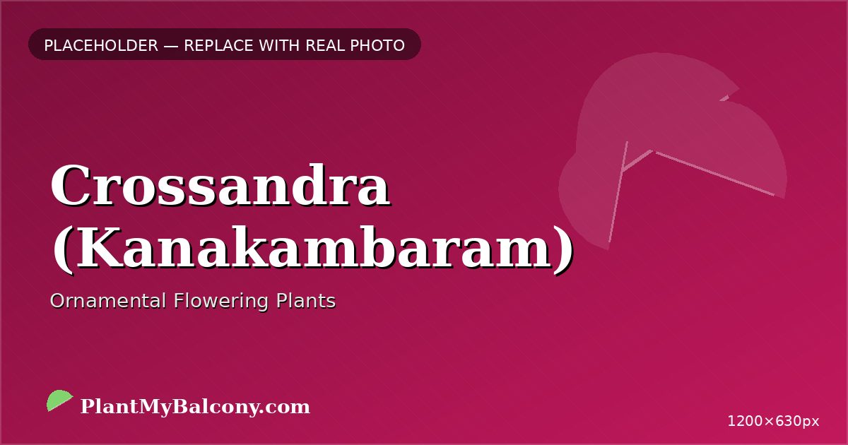 Crossandra (Kanakambaram) plant India