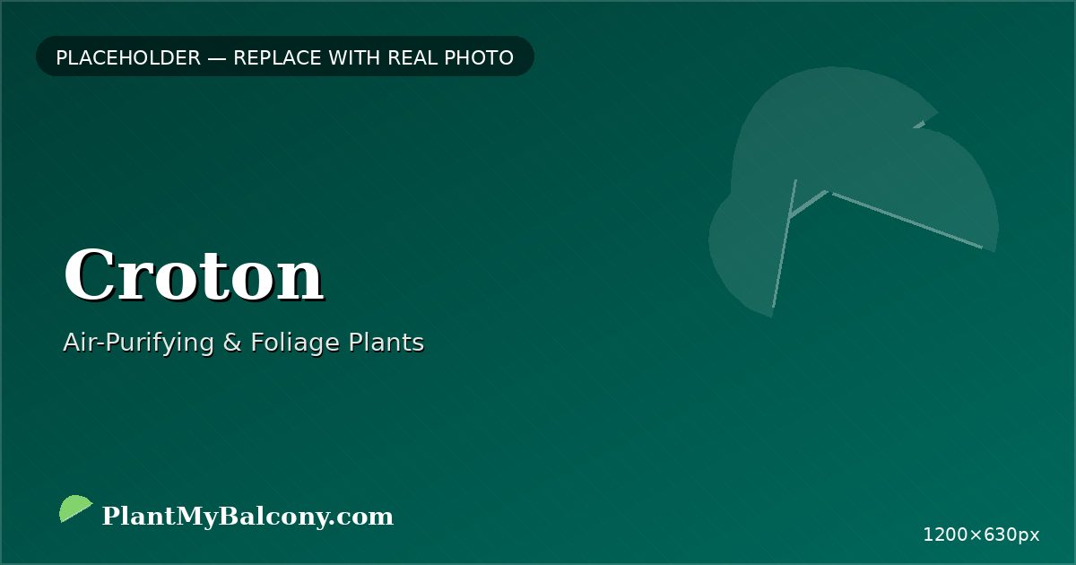 Croton plant India