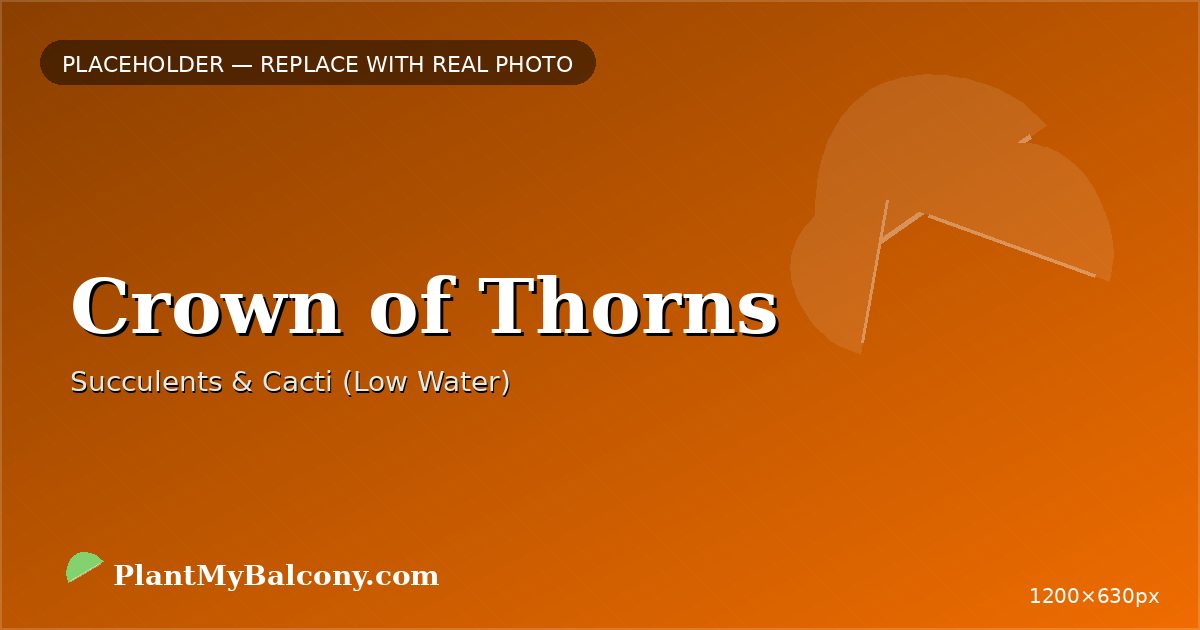 Crown of Thorns plant India