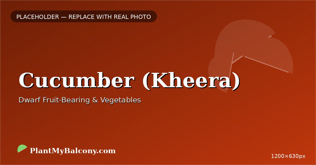 Cucumber (Kheera) plant