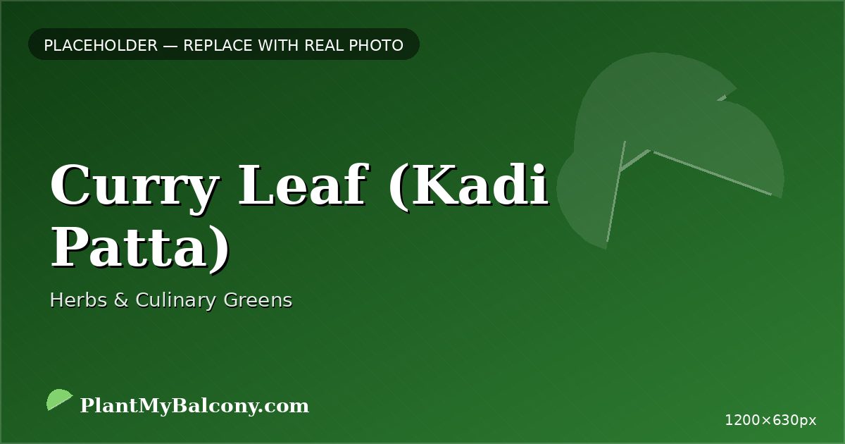 Curry Leaf (Kadi Patta)
