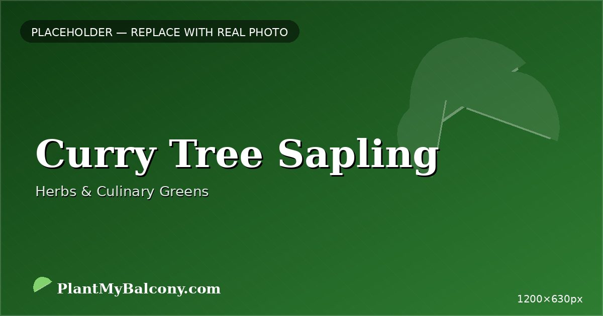 Curry Tree Sapling plant India