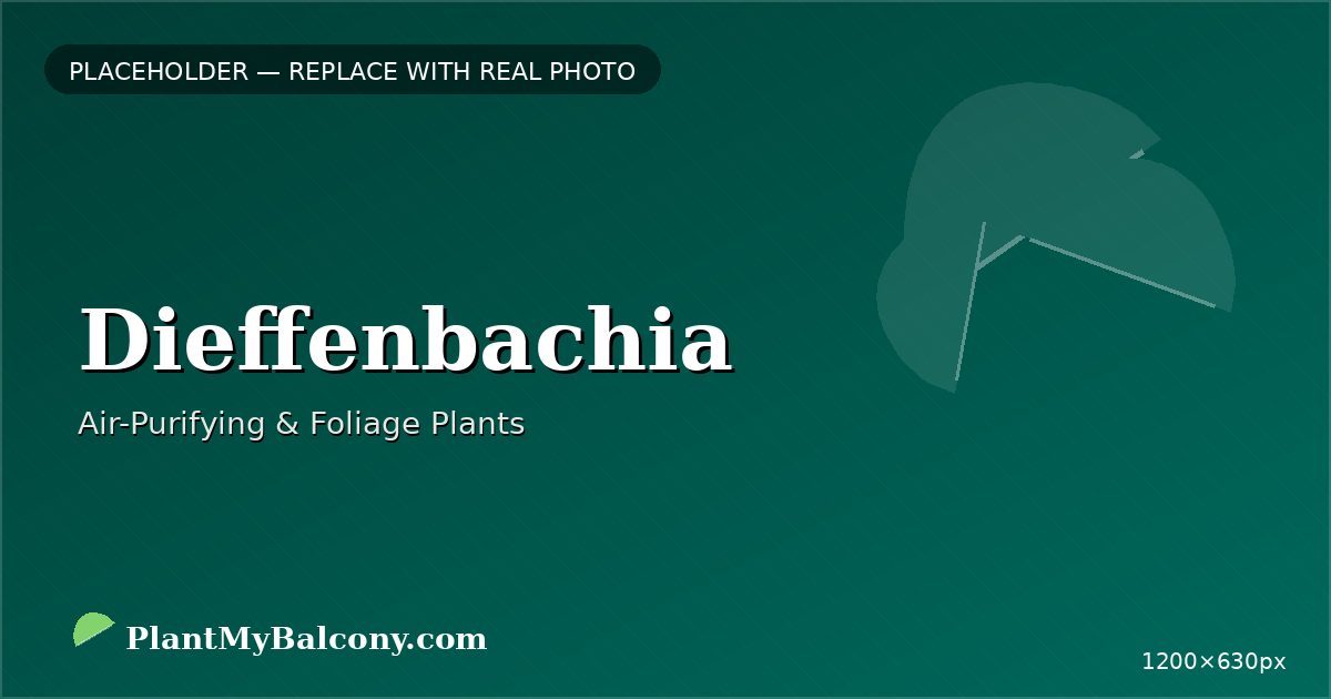 Dieffenbachia plant India