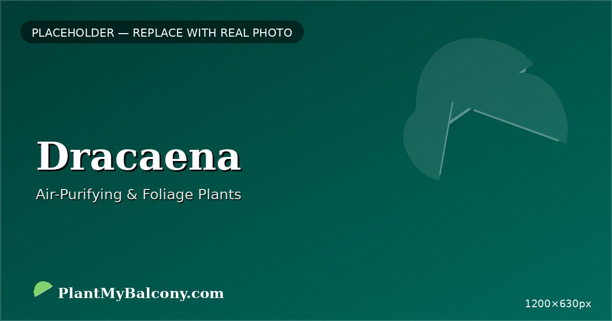 Dracaena plant India