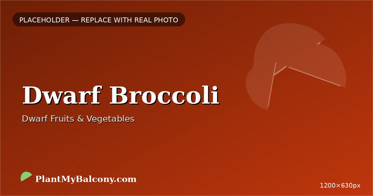 Dwarf Broccoli plant India
