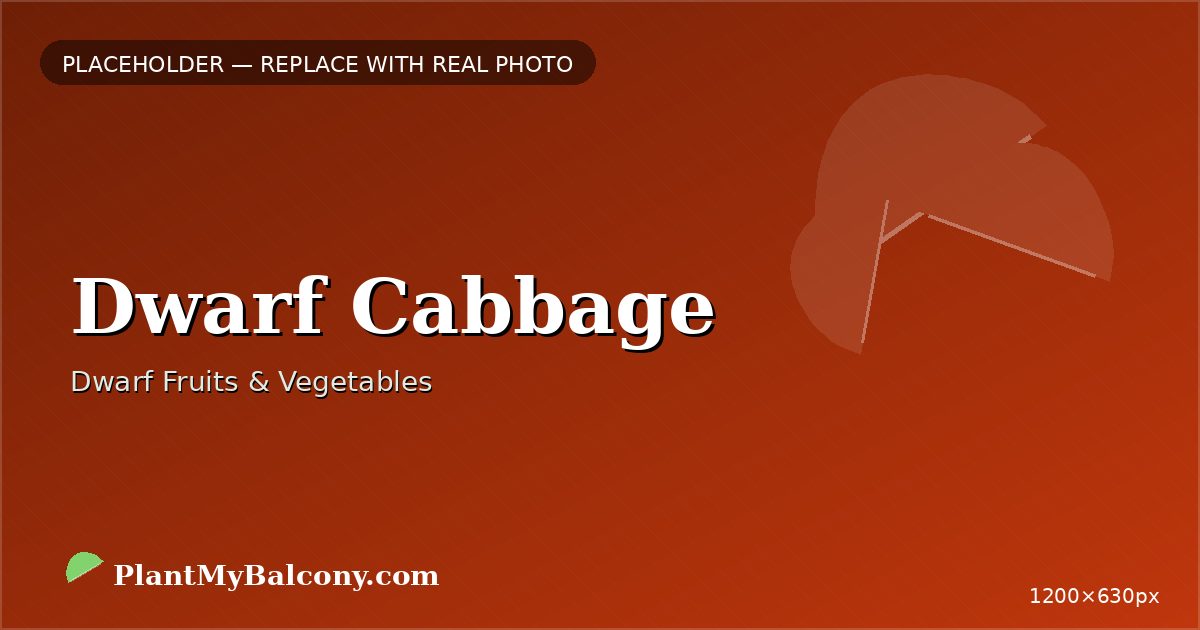 Dwarf Cabbage plant India