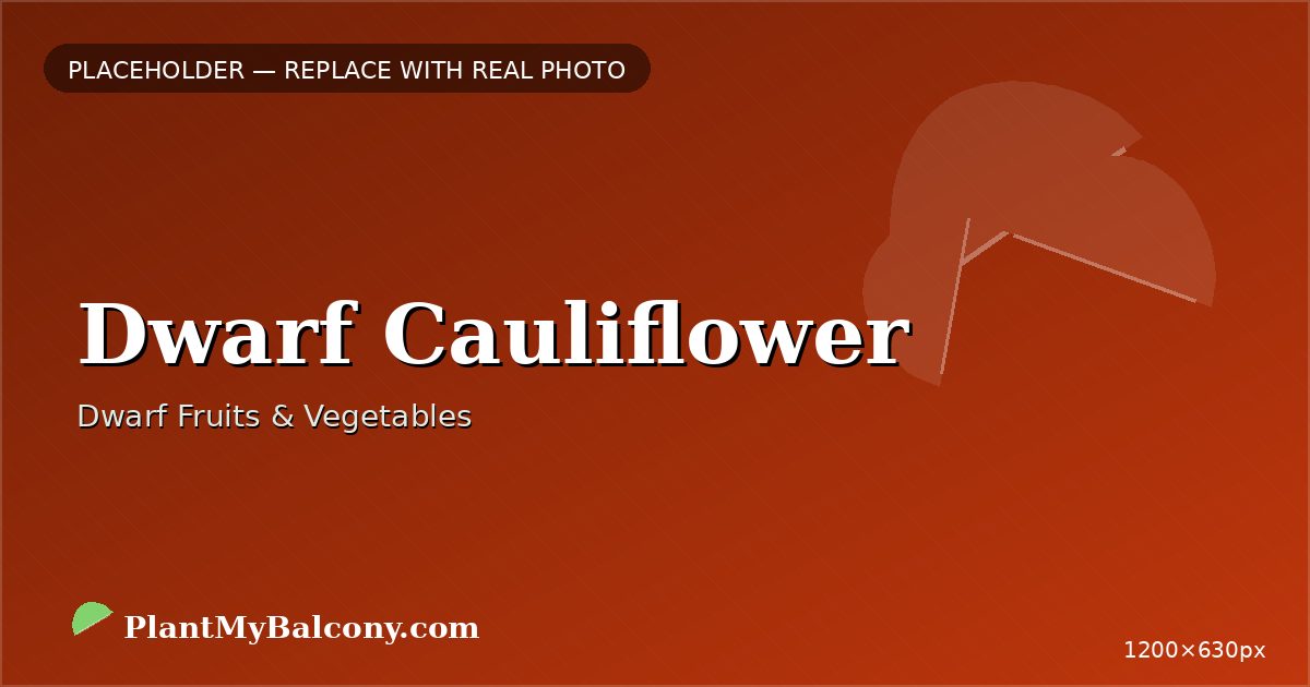 Dwarf Cauliflower