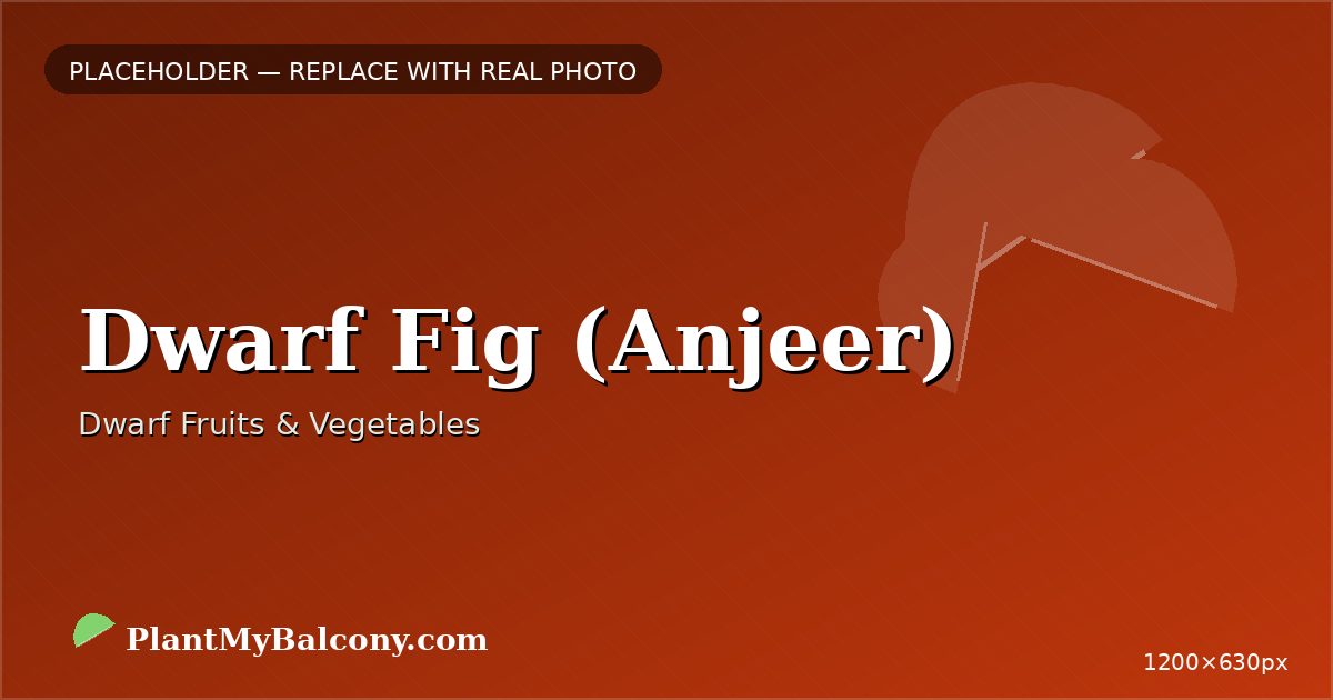 Dwarf Fig (Anjeer) plant India