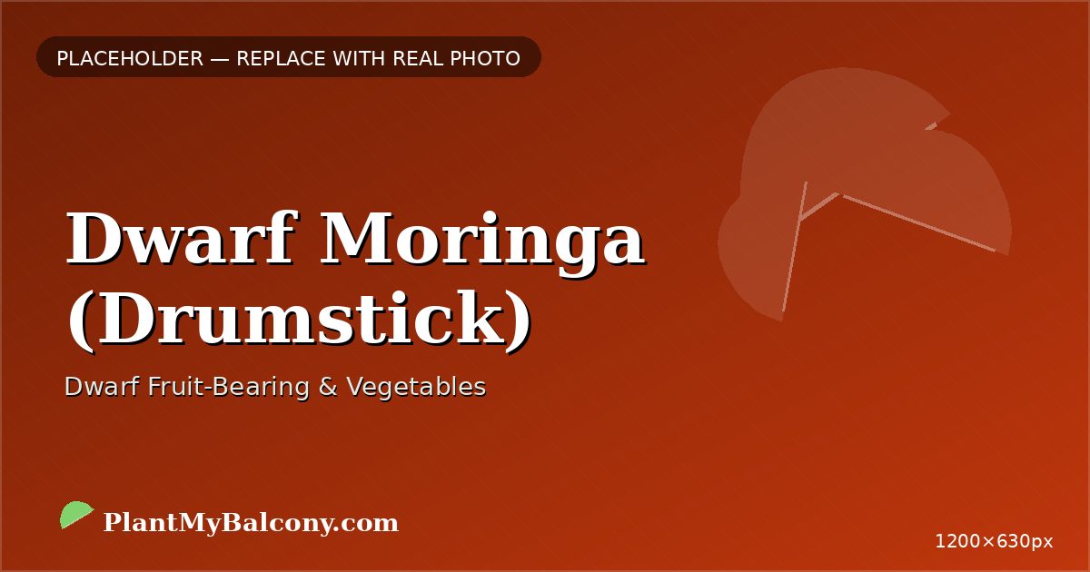 Dwarf Moringa (Drumstick) plant