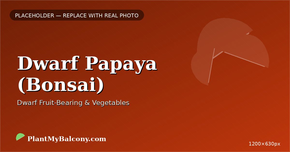 Dwarf Papaya (Bonsai) plant