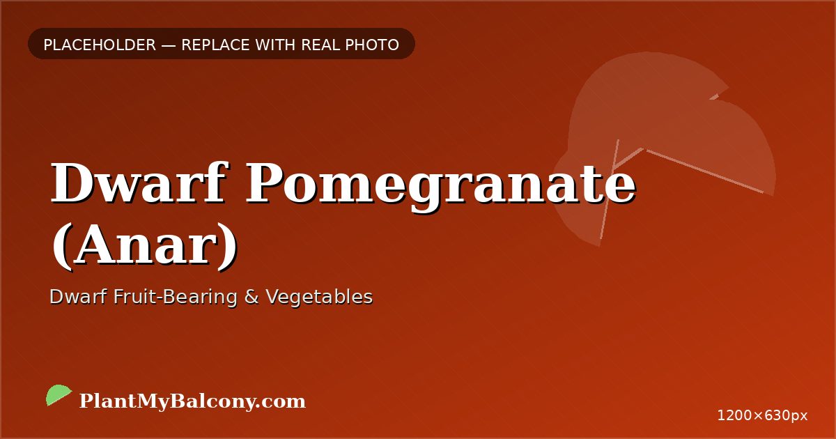 Dwarf Pomegranate (Anar) plant