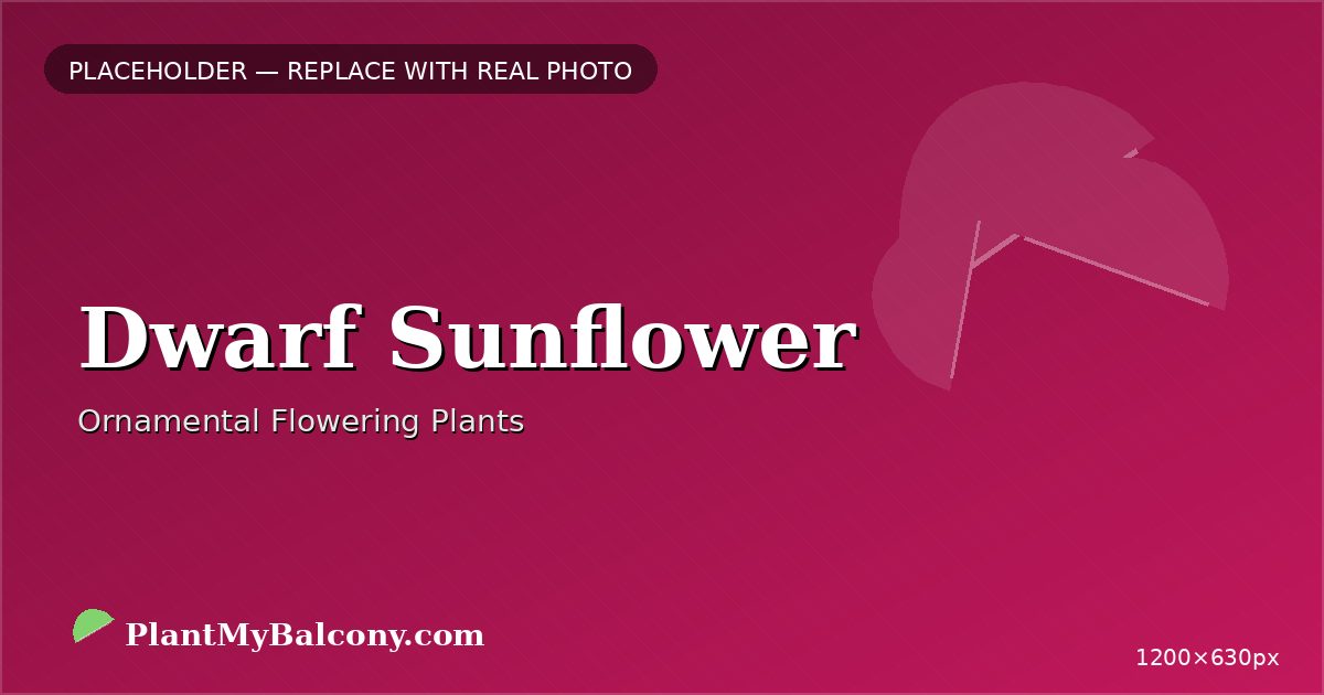 Dwarf Sunflower