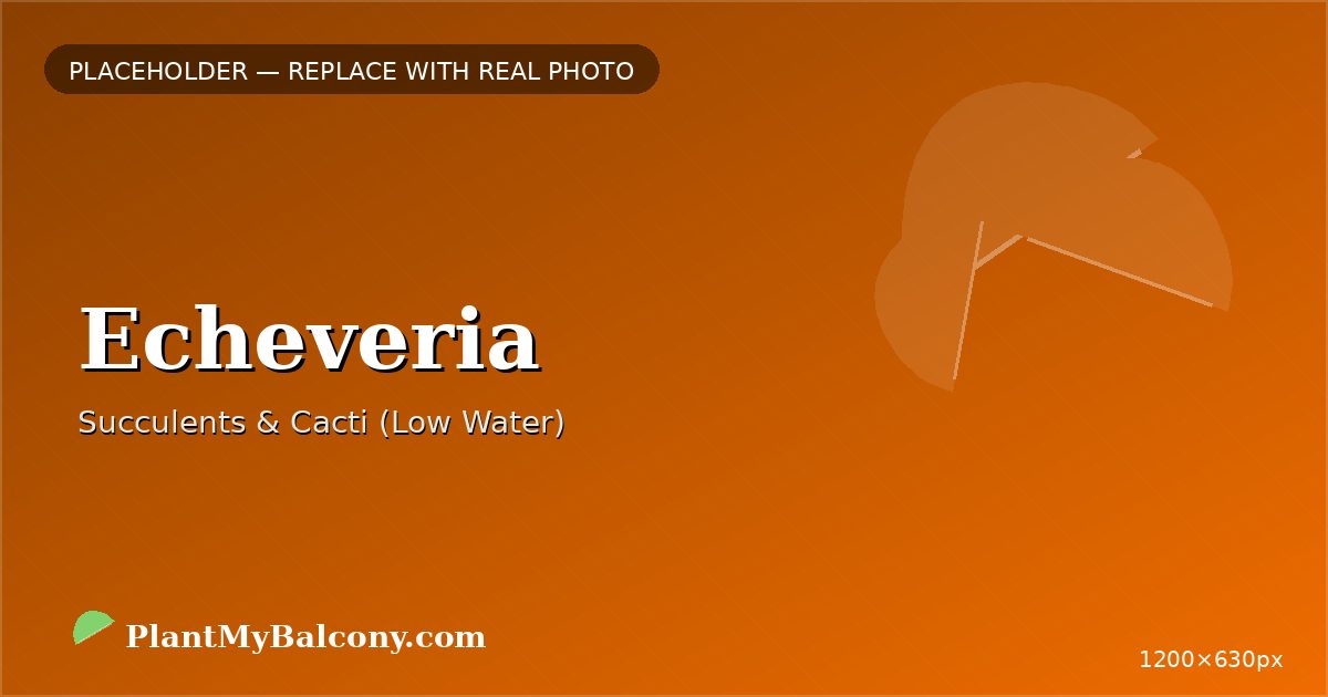 Echeveria plant India