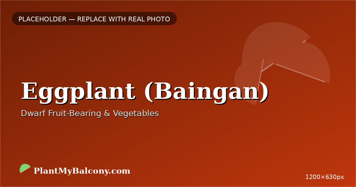 Eggplant (Baingan) plant