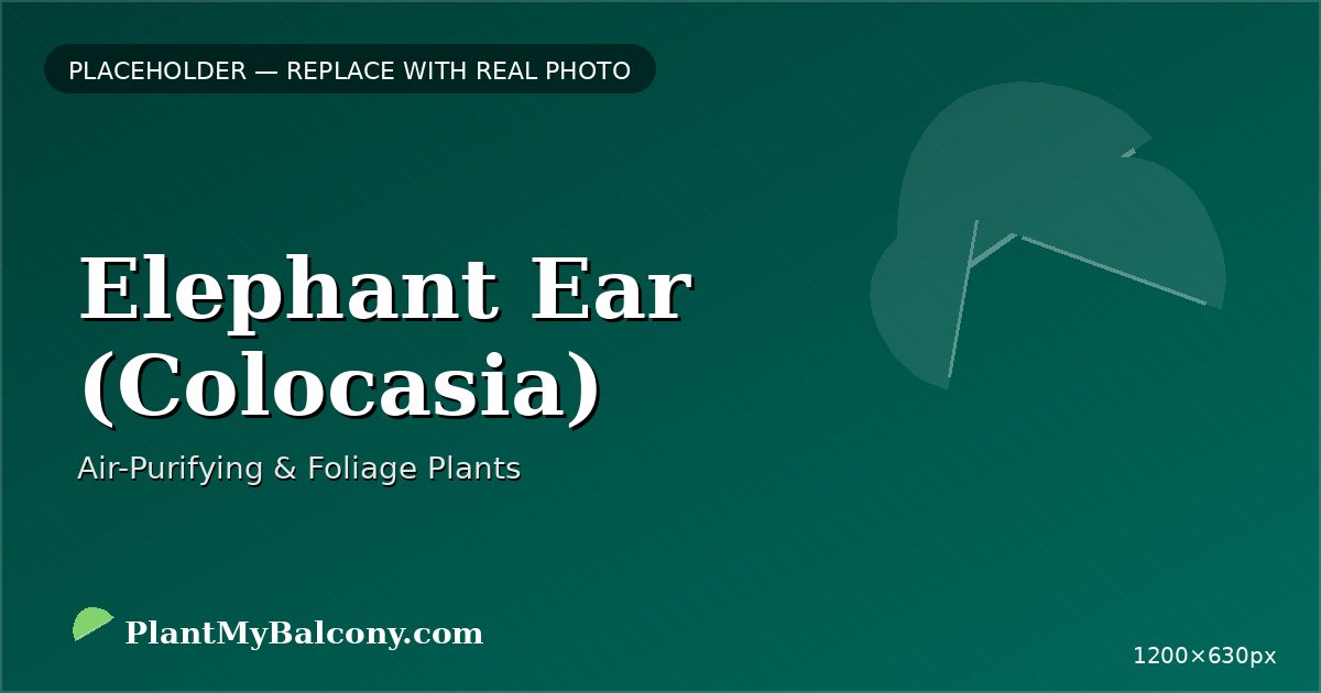 Elephant Ear (Colocasia) plant India