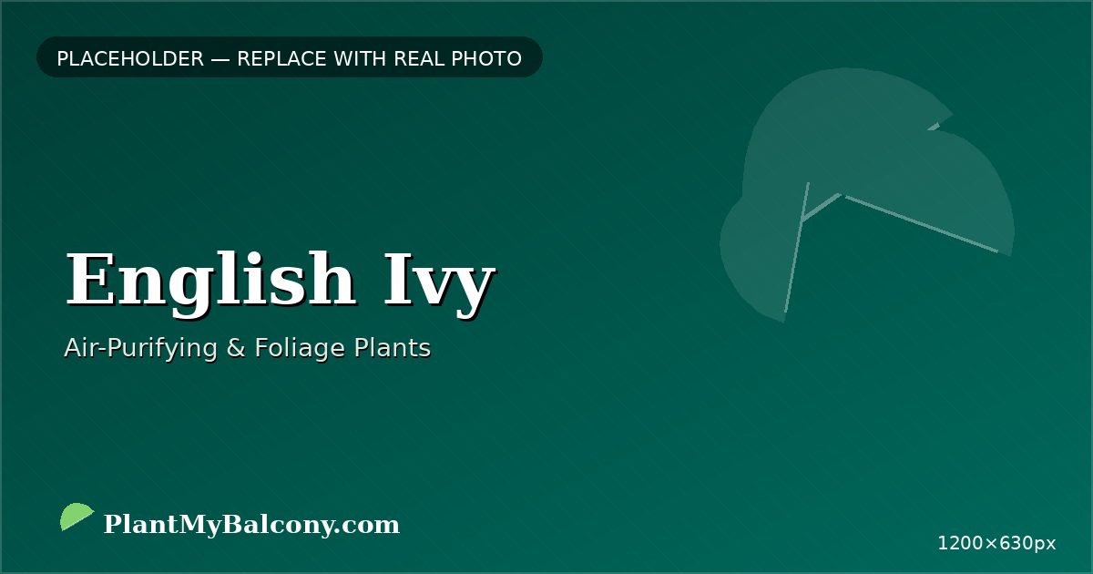 English Ivy