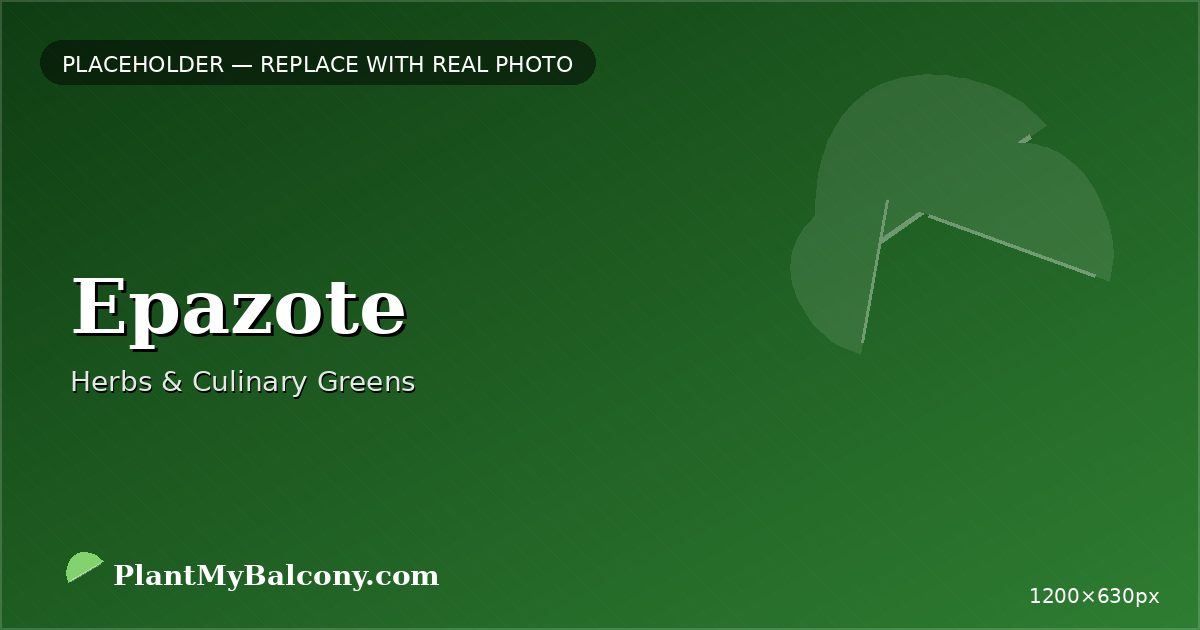 Epazote plant India
