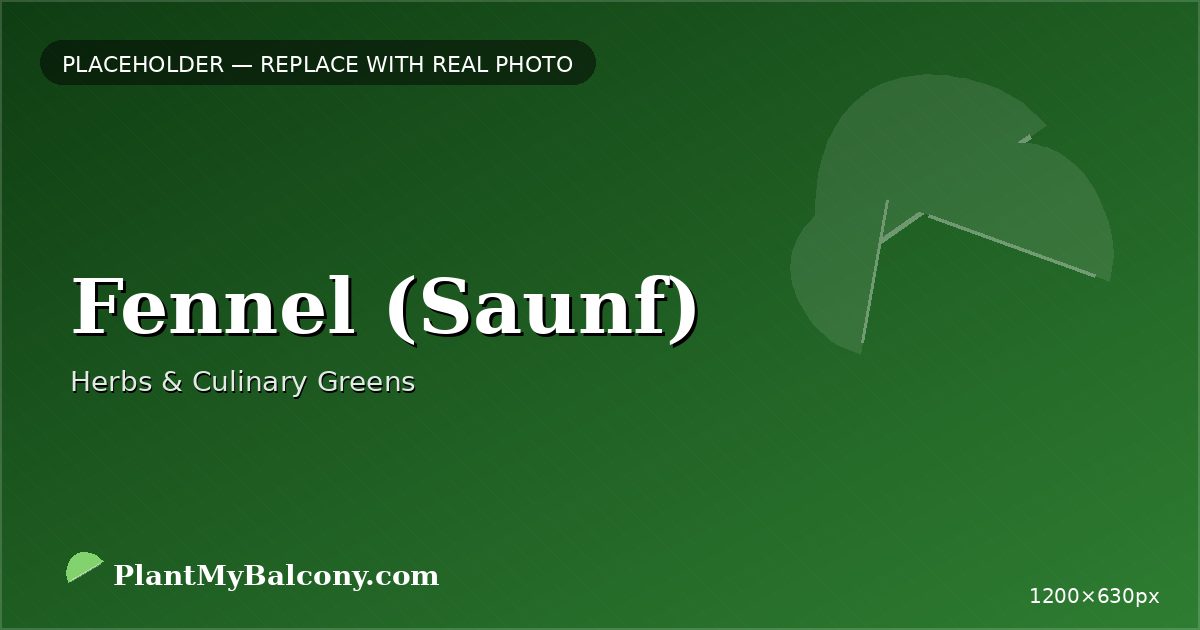 Fennel (Saunf) plant India