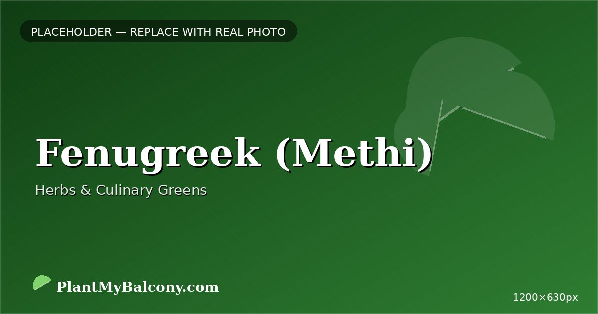 Fenugreek (Methi) plant India