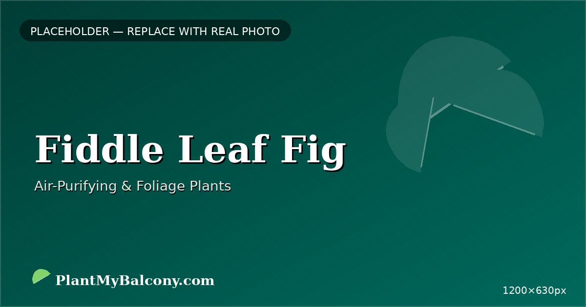 Fiddle Leaf Fig plant India