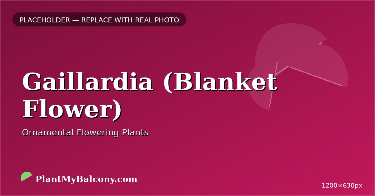 Gaillardia (Blanket Flower)