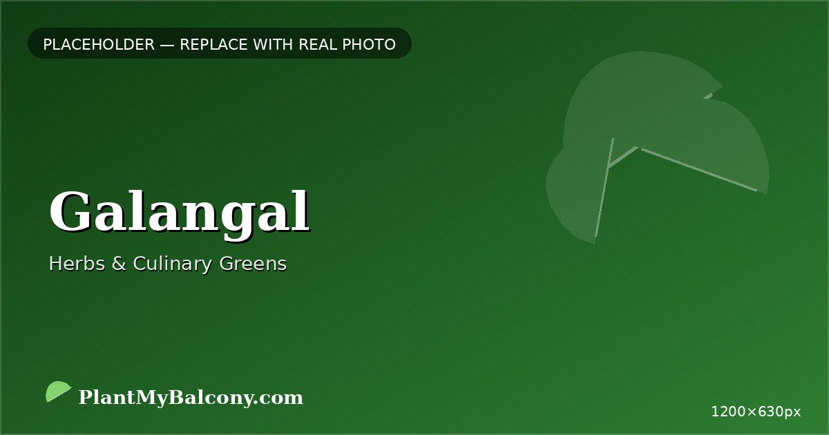 Galangal