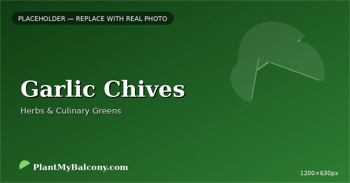 Garlic Chives plant India