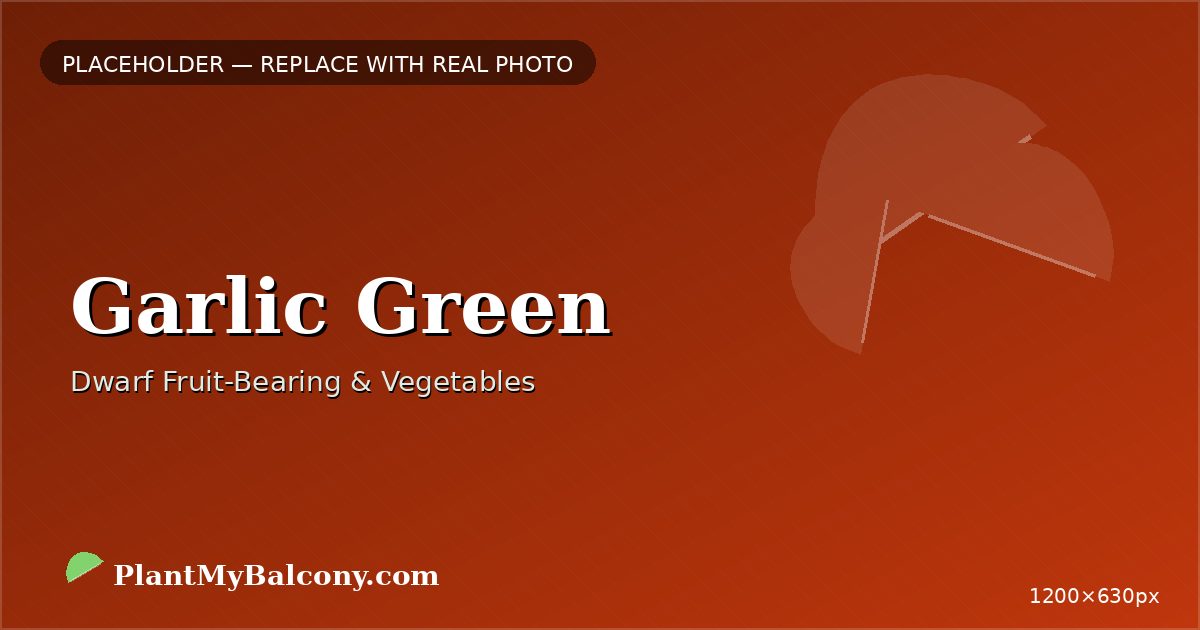 Garlic Green plant