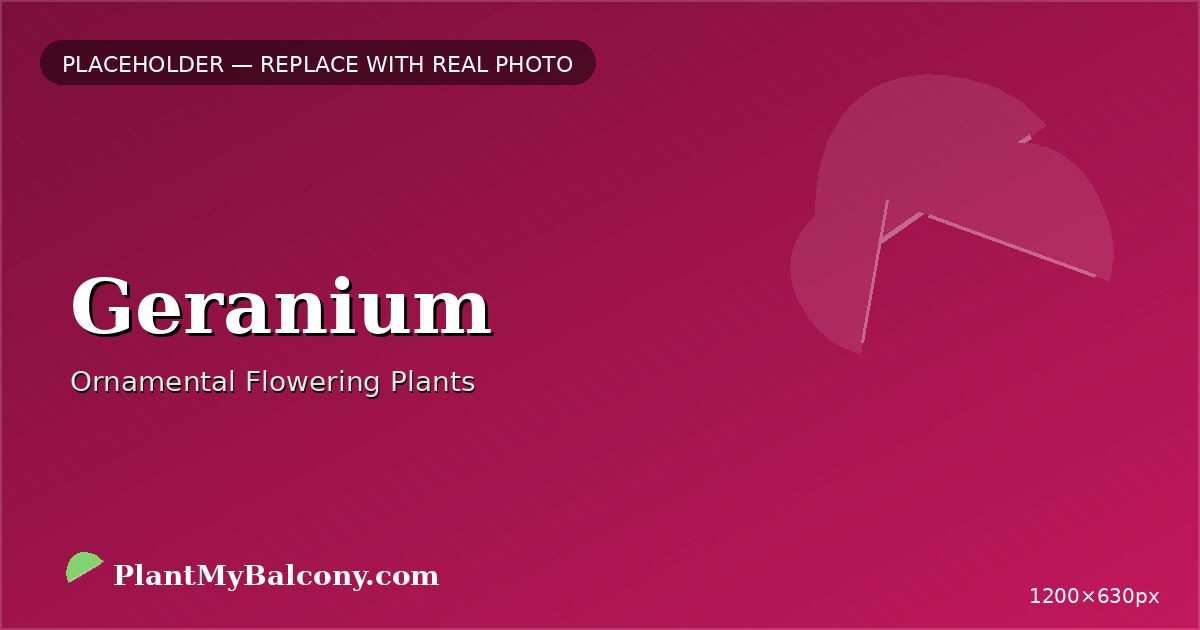 Geranium plant India