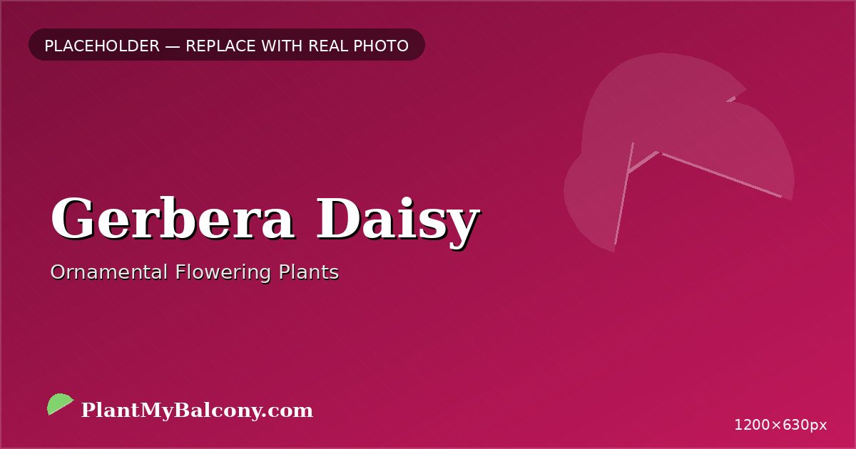Gerbera Daisy