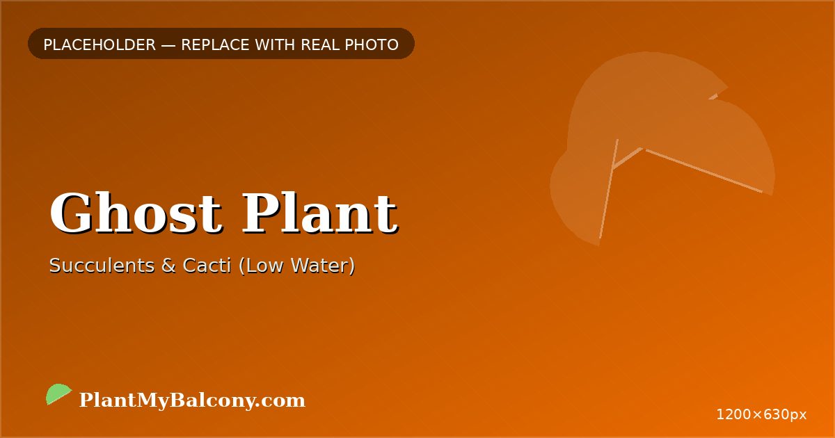 Ghost Plant plant India