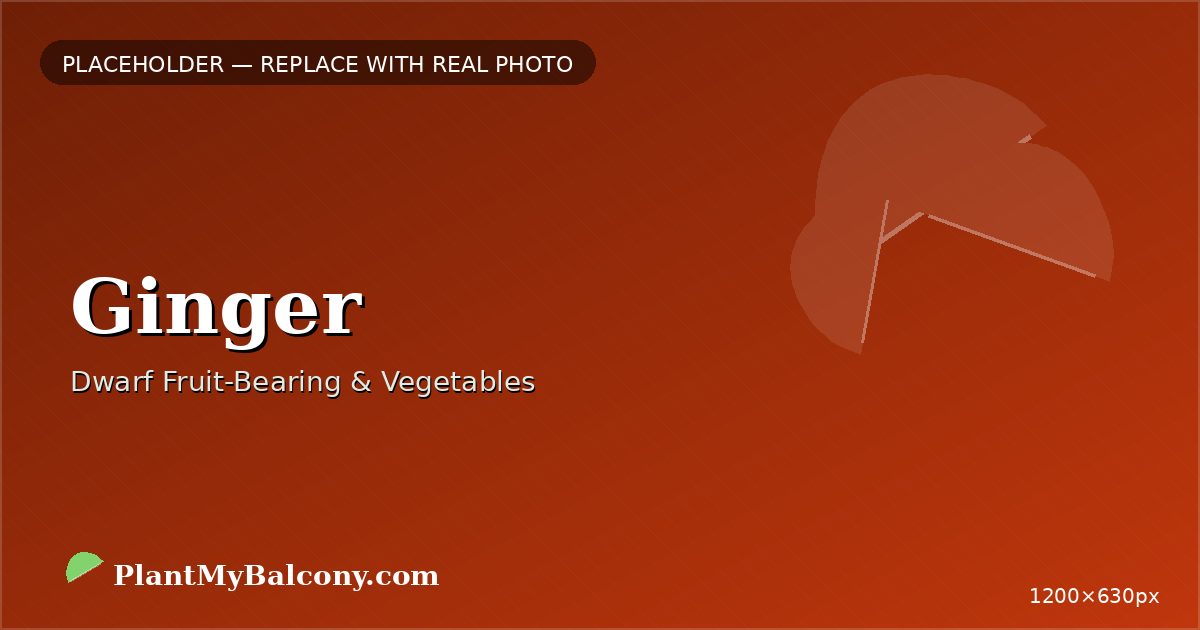 Ginger plant
