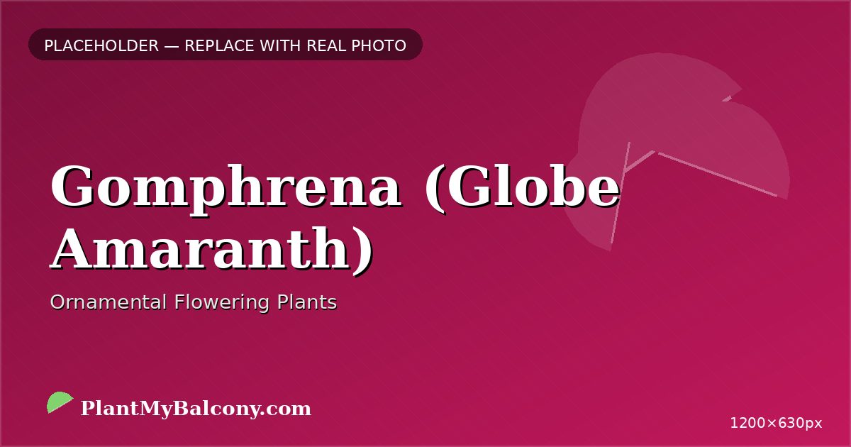 Gomphrena (Globe Amaranth)
