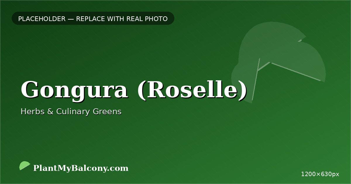 Gongura (Roselle) plant India