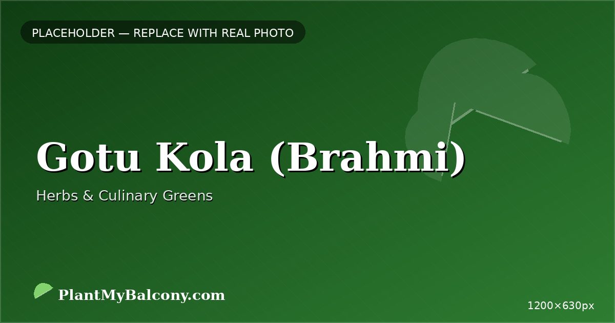Gotu Kola (Brahmi) plant India