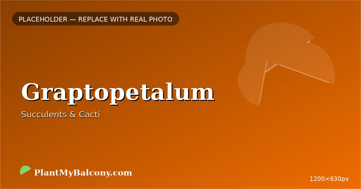 Graptopetalum