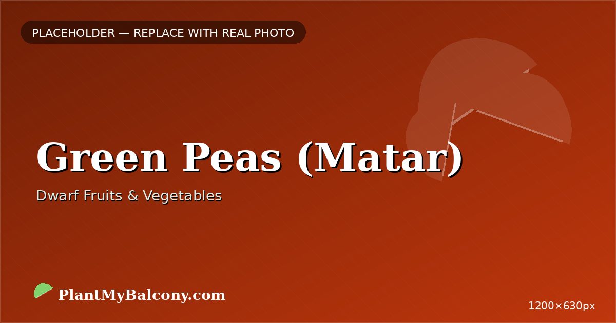 Green Peas (Matar) plant India