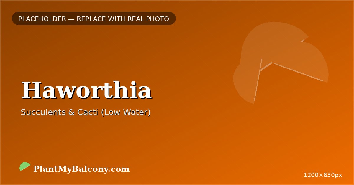 Haworthia plant India